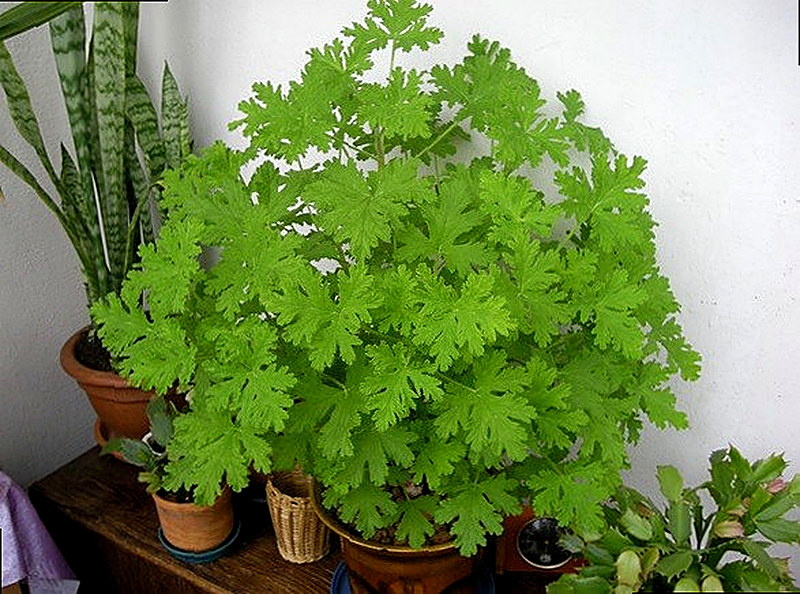 Герань душистая