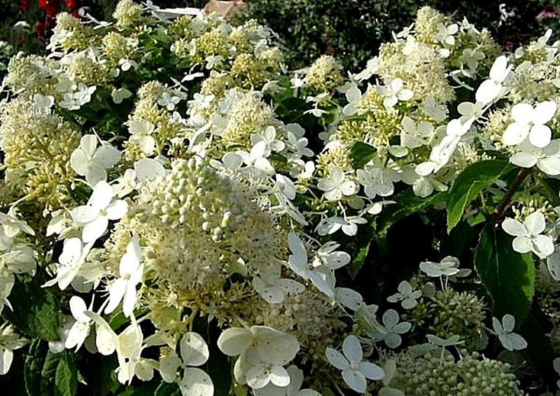 Гортензия черешковая фото и описание