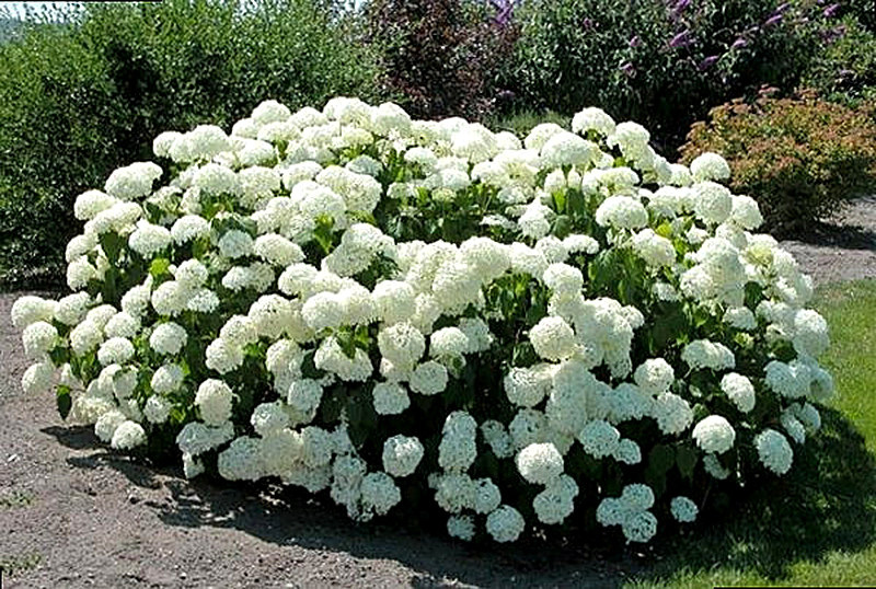 Гортензия древовидная фото и описание