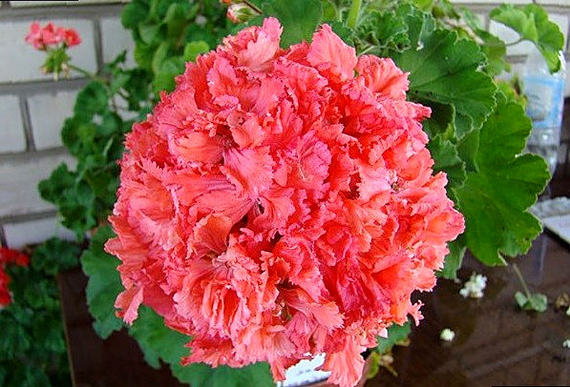 Гвоздикоцветная герань