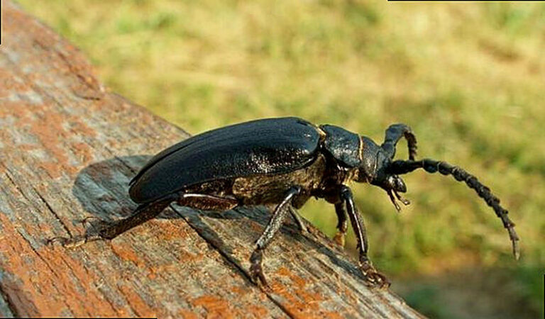 Как бороться с короедом