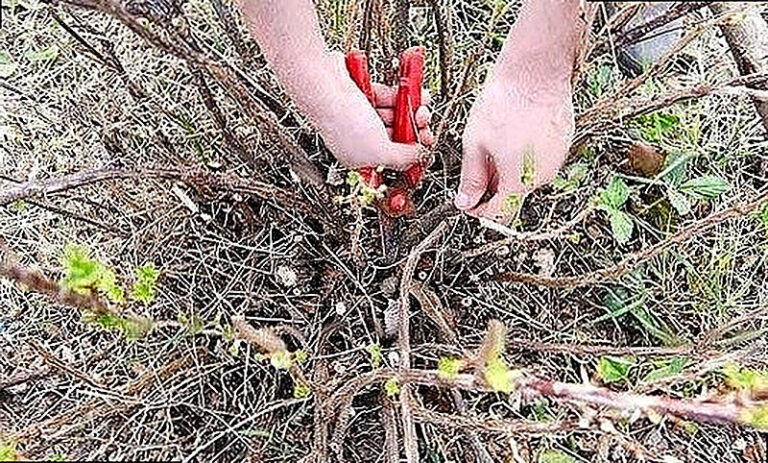 Как обрезать крыжовник весной