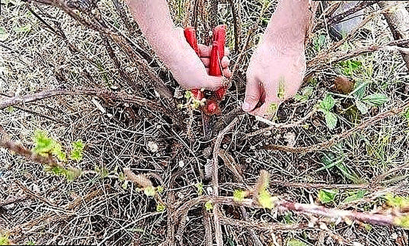 Как обрезать крыжовник весной