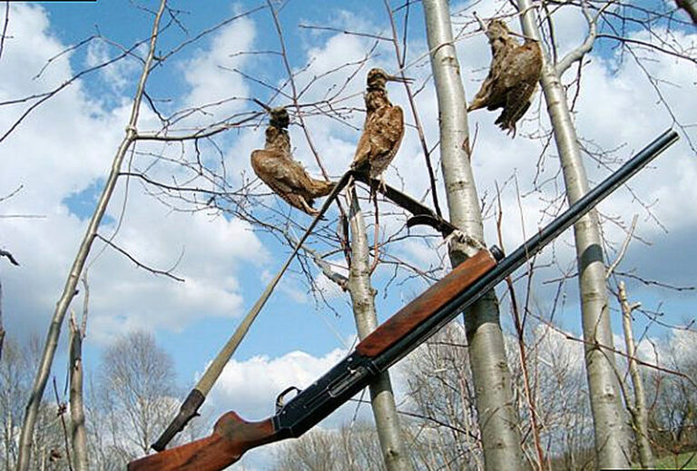 Как охотиться на вальдшнепа весной