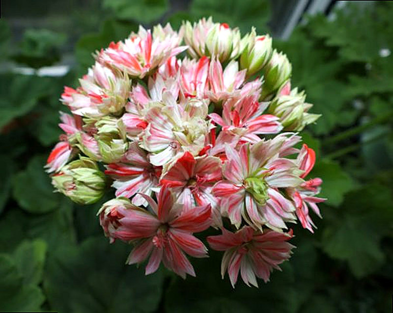 Кактусовидная пеларгония