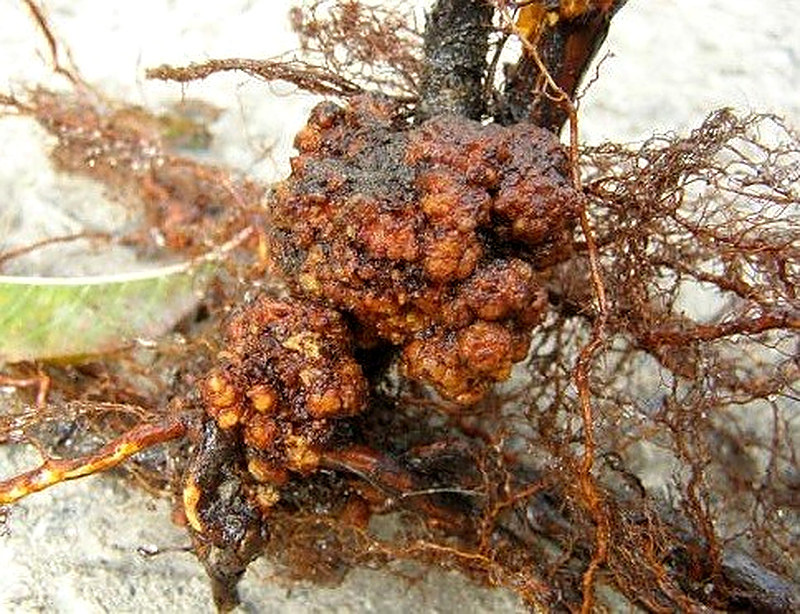 Корневой бактериальный рак груш фото