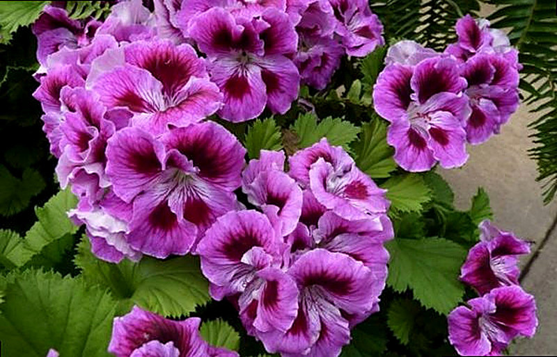 Королевская пеларгония