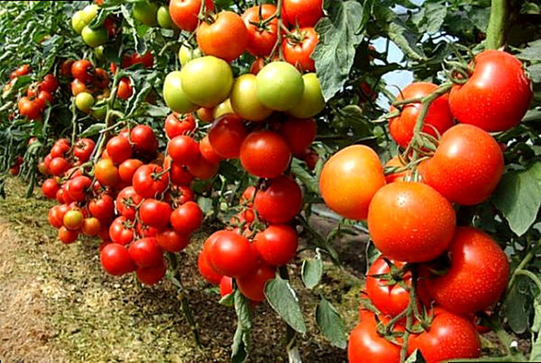 Купить семена томатов самых урожайных сортов для теплиц
