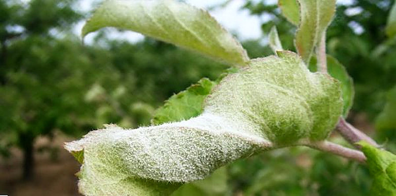 Мучнистая роса груш фото