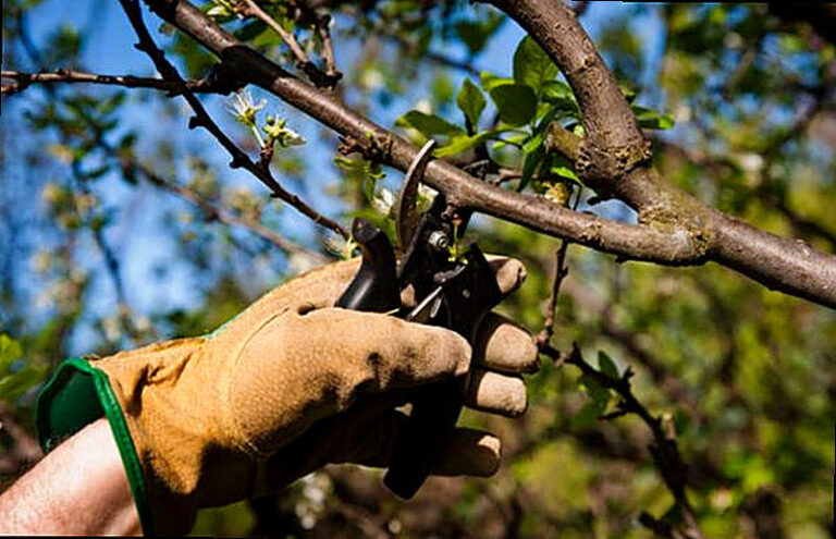 Обрезка вишни когда и как правильно ее делать