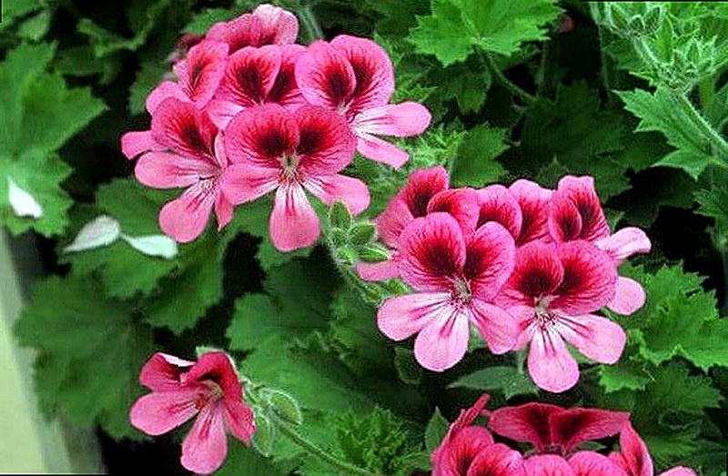 Пеларгония Уникум