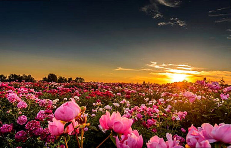 Пионы выращивание и уход в открытом грунте