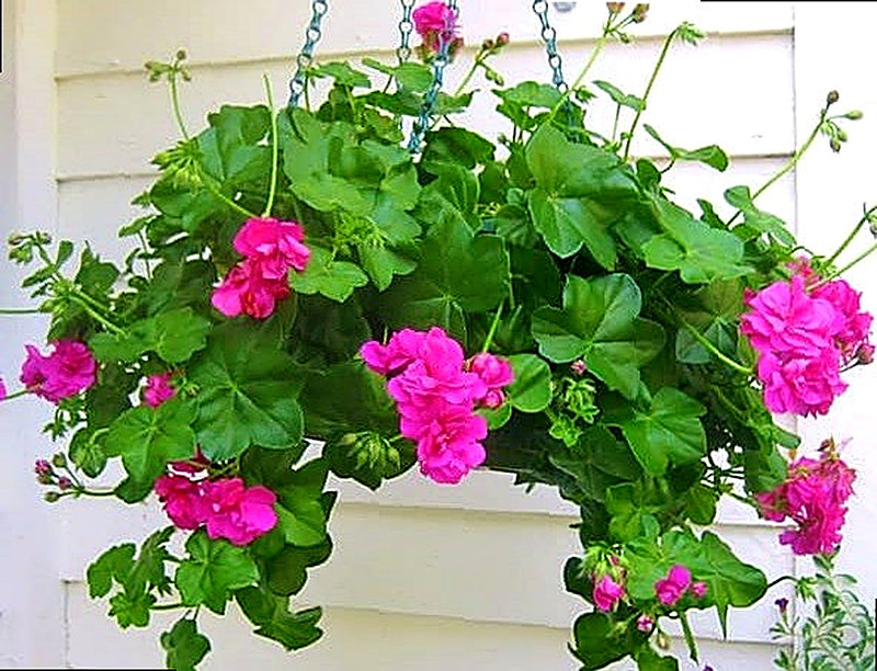 Плющелистная герань