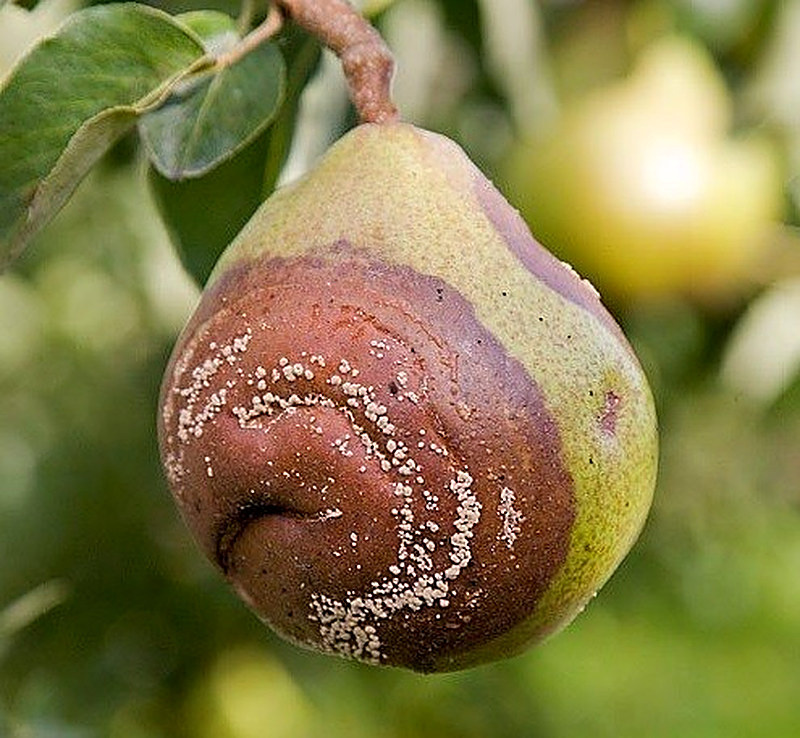 Плодовая гниль груш фото