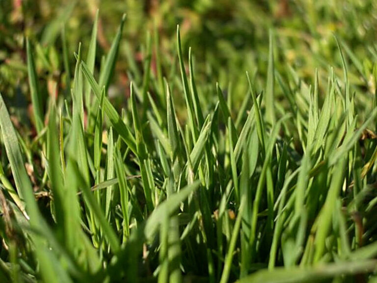 Полевица побегоносная купить семена