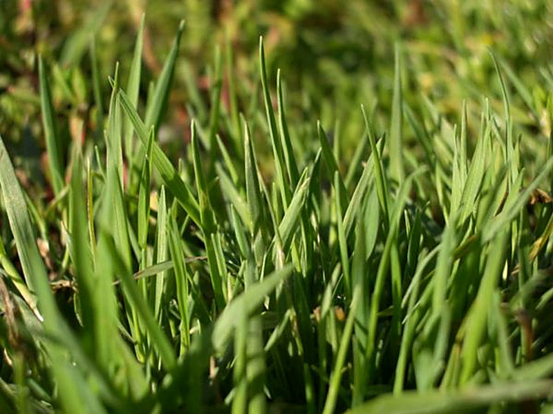 Полевица побегоносная купить семена