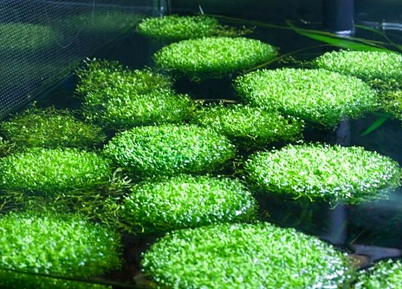 Риччия аквариумное растение