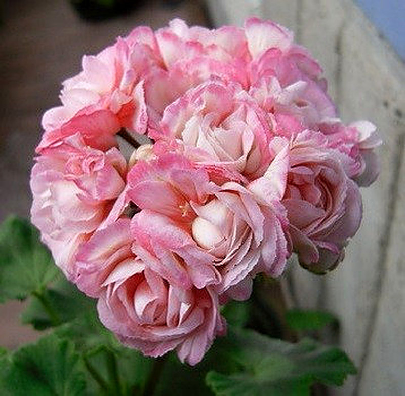 Розовоцветная герань