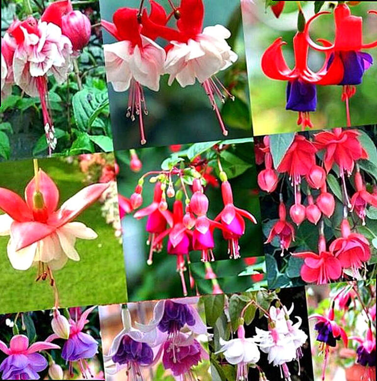 Семена фуксии купить в интернет магазине