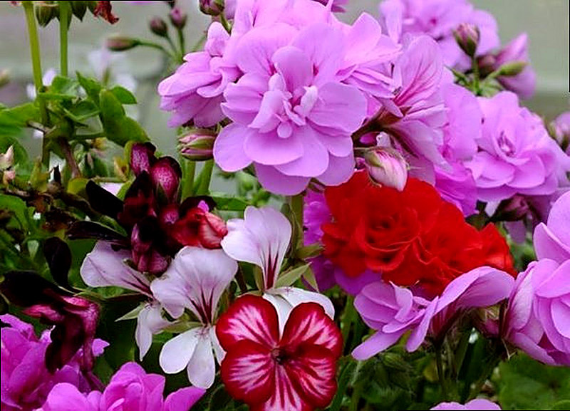 Семена герани купить в интернет магазине