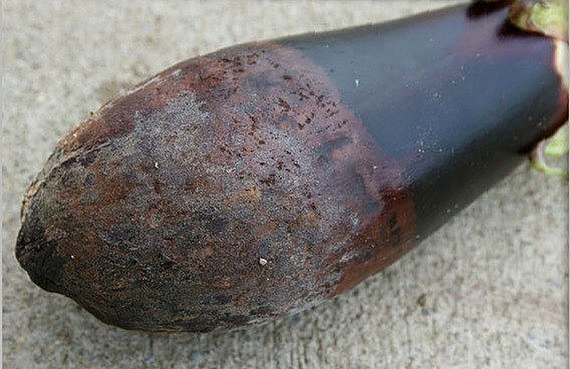 Серая гниль баклажан