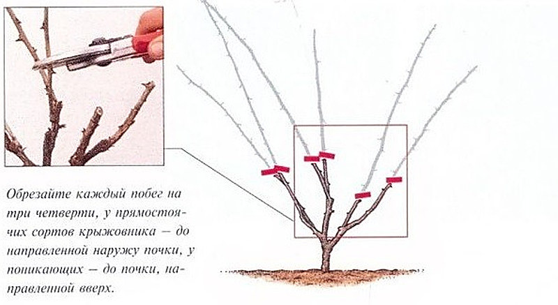 Схема обрезки крыжовника весной