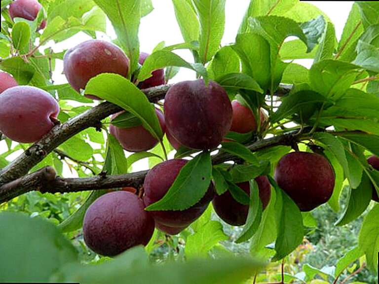 Слива Аленушка описание сорта