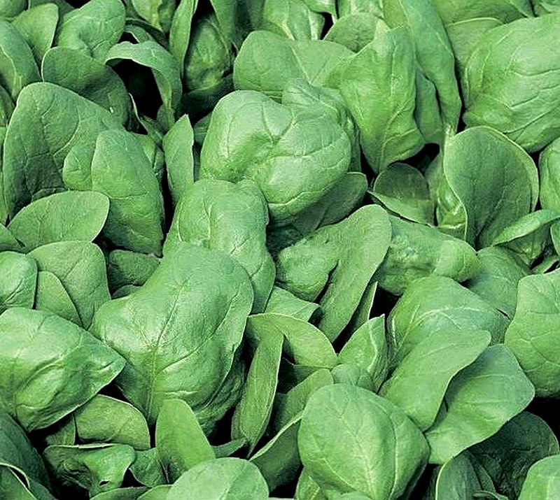 Сорт Шпината Исполинский