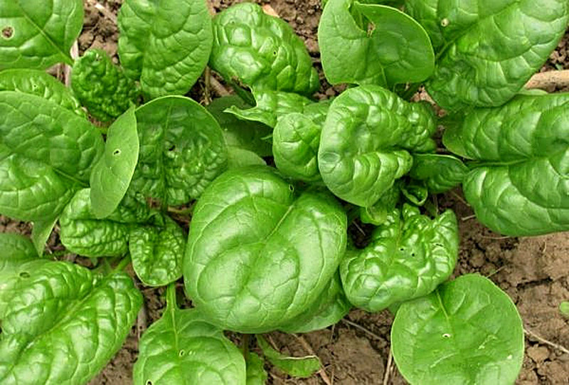 Сорт Шпината Виктория