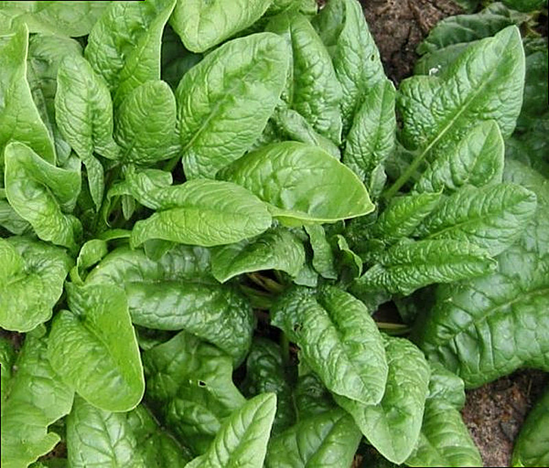 Сорт Шпината Вирофле