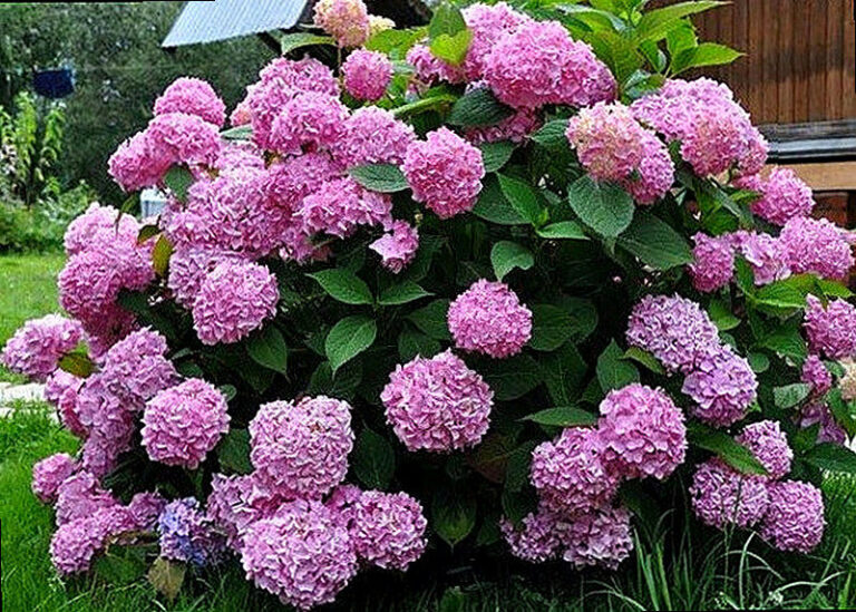 Сорта гортензии фото и названия