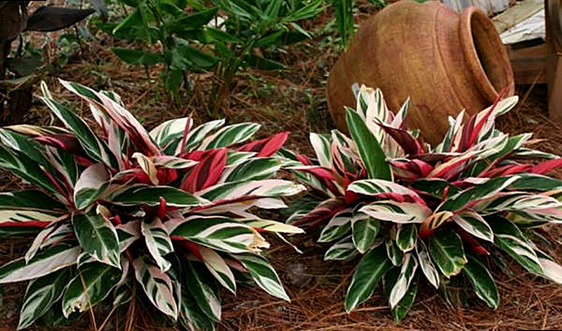 Строманта уход в домашних условиях фото