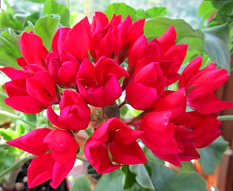 Тюльпановидная пеларгония