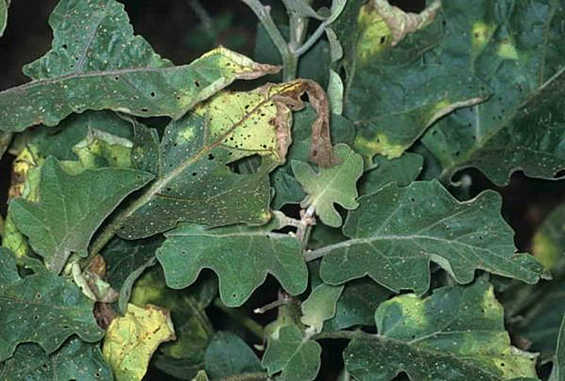 Трахеомикозные увядание баклажанов