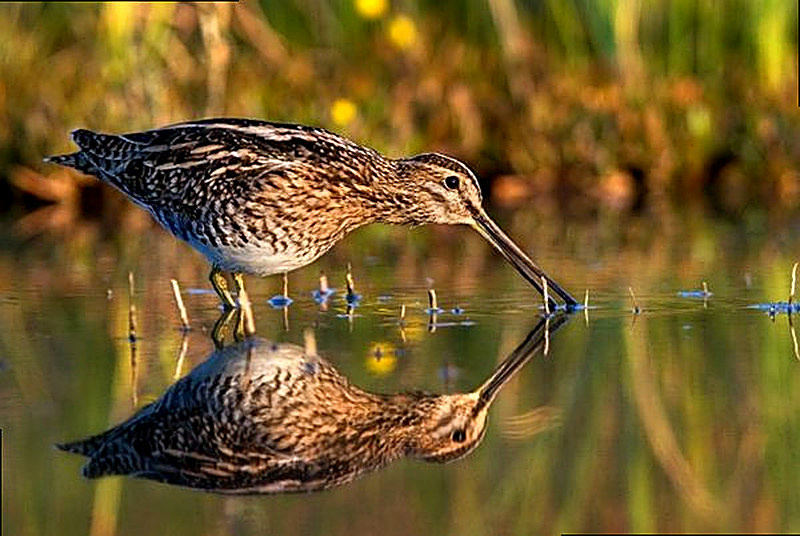Вальдшнеп описание и фото