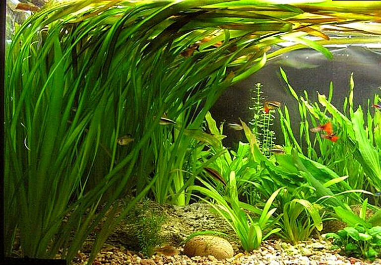 Водоросли для аквариума фото и название