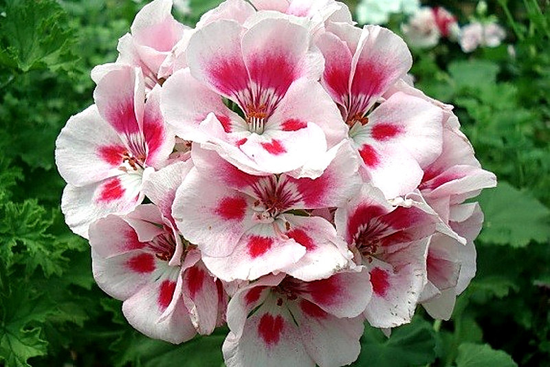 Зональная герань