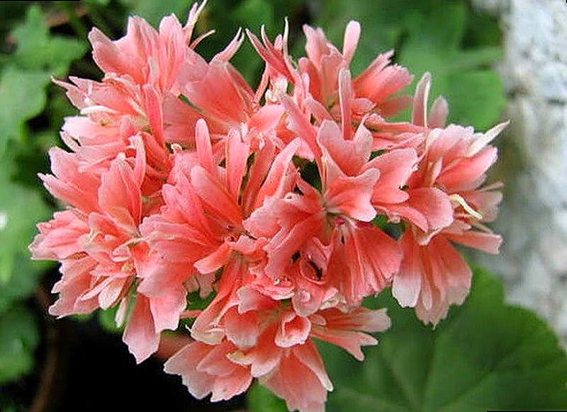 Звёздчатая герань