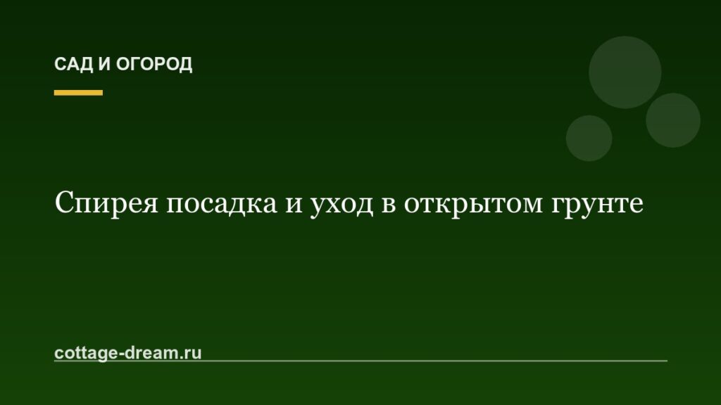 Спирея посадка и уход в открытом грунте