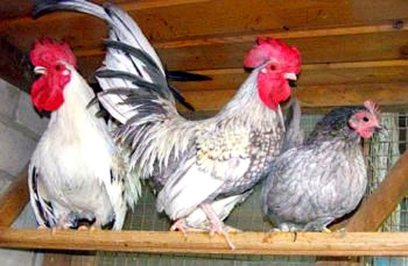 Бентамки Шабо