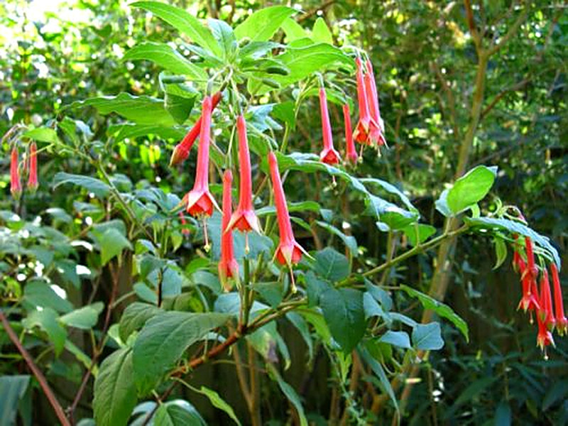 Блестящая Фуксия