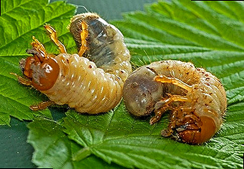 Детёныши майского жука на клубнике