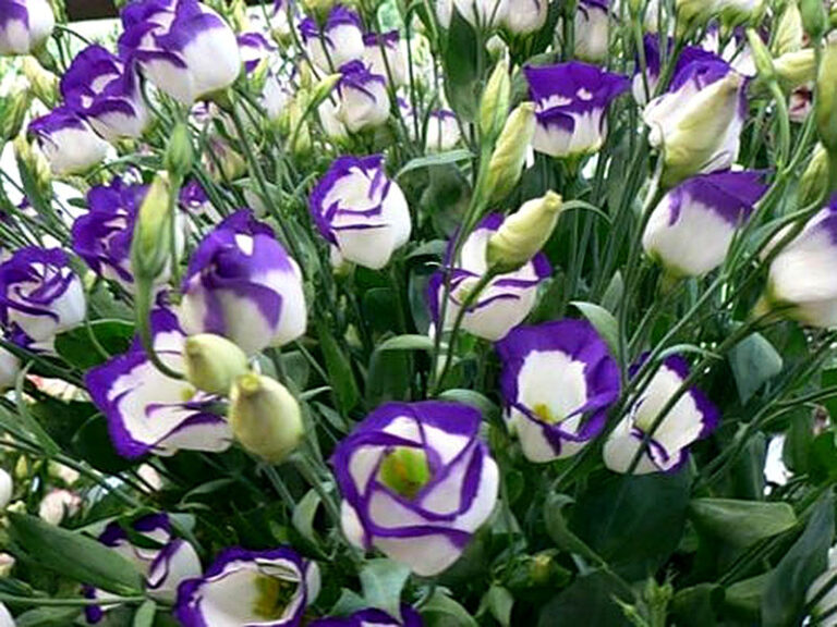 Эустома многолетняя посадка и уход фото