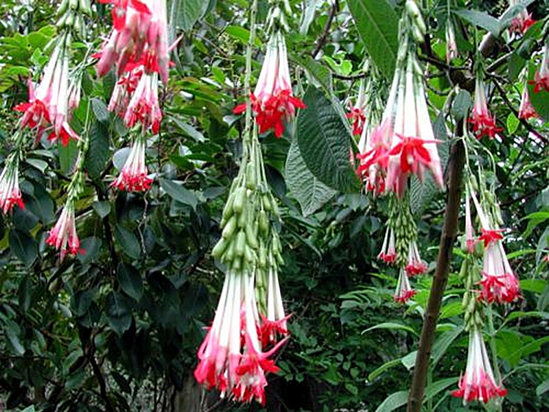 Фуксия Боливийская