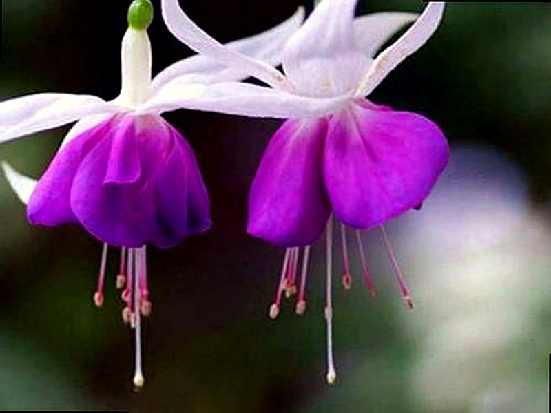 Фуксия Щитковидная