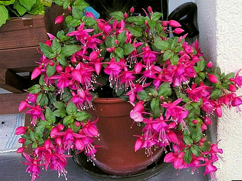 Фуксия для напольных контейнеров