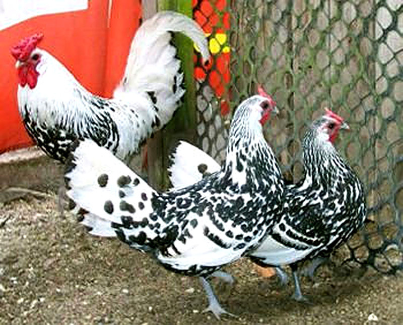 Гамбургские Бентамки