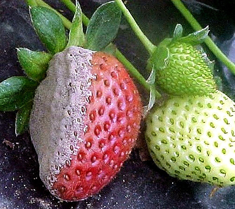 Гниёт клубника что делать