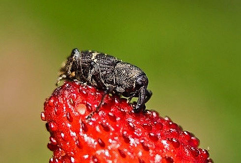 Как бороться с долгоносиками на клубнике