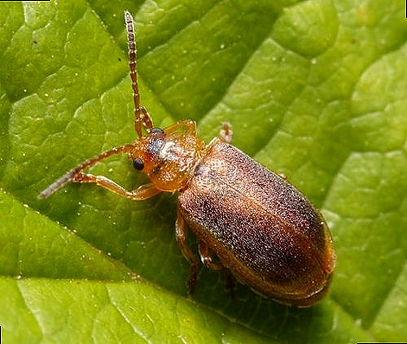 Как бороться с земляничным листоедом